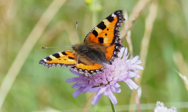 Op Dag van de Bedreigde Diersoorten luidt Nieuwegein de noodklok: biodiversiteit staat onder druk door verstedelijking