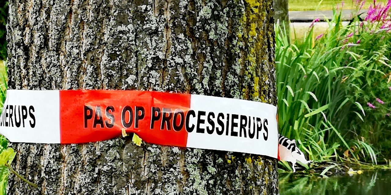 Fors meer meldingen van eikenprocessierups in Nieuwegein, ondanks landelijke daling