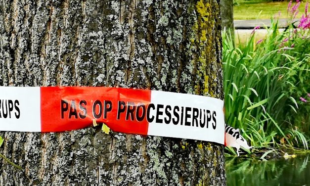 Fors meer meldingen van eikenprocessierups in Nieuwegein, ondanks landelijke daling
