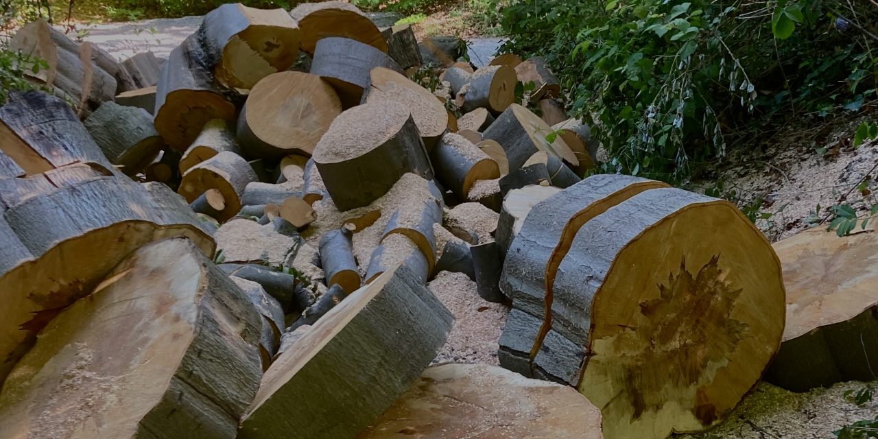 Protest in Galecop tegen kap van gezonde bomen