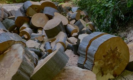 Protest in Galecop tegen kap van gezonde bomen