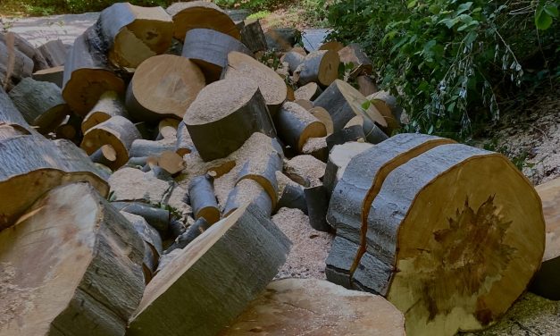 Protest in Galecop tegen kap van gezonde bomen