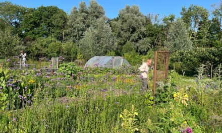‘Alles begon met opa’s moestuin’