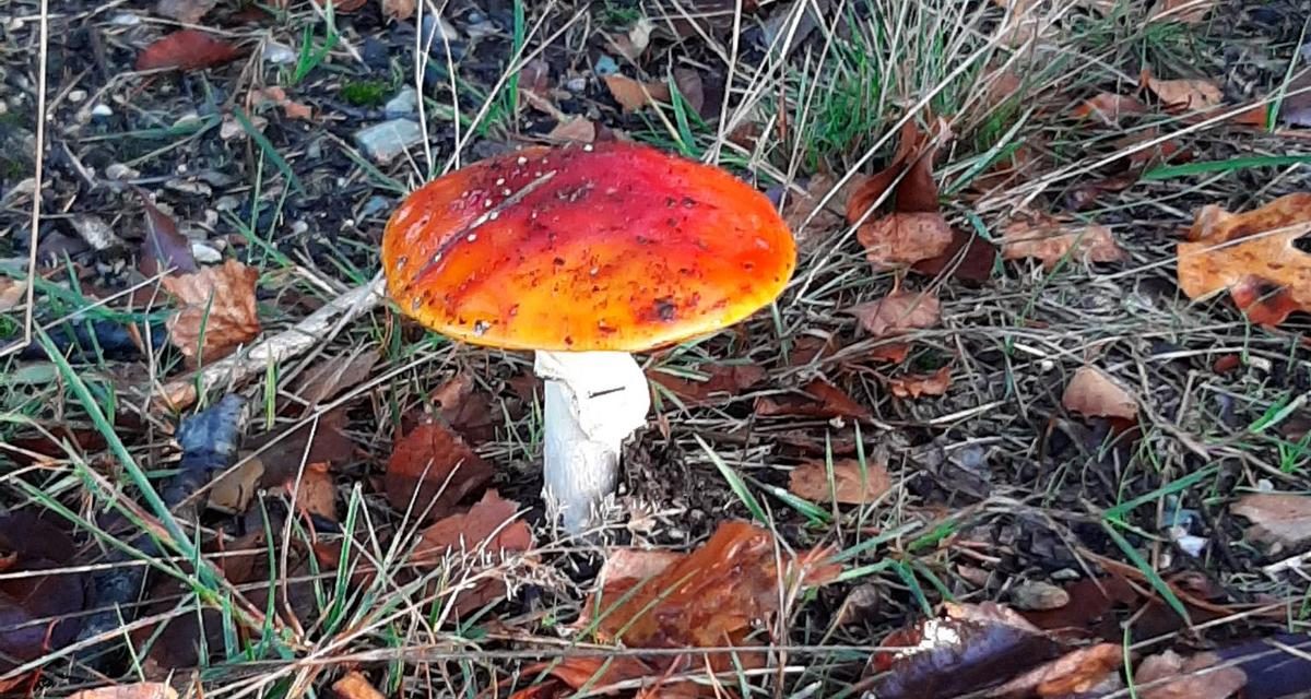 ‘Het doel is om mensen in contact te brengen met de natuur’