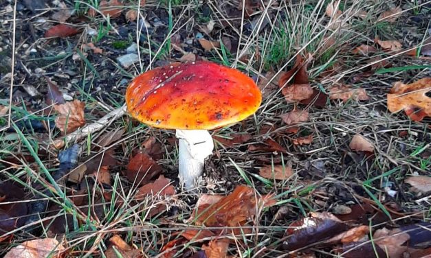 ‘Het doel is om mensen in contact te brengen met de natuur’