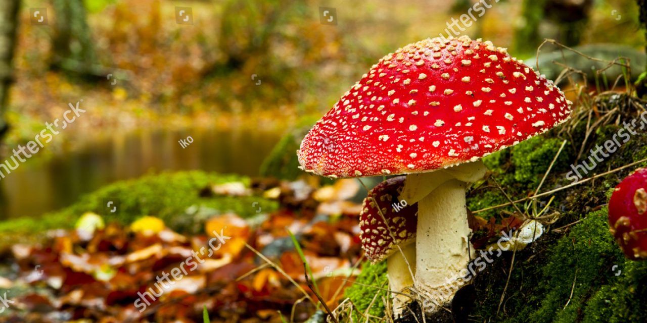 ‘Het doel is om mensen in contact te brengen met de natuur’