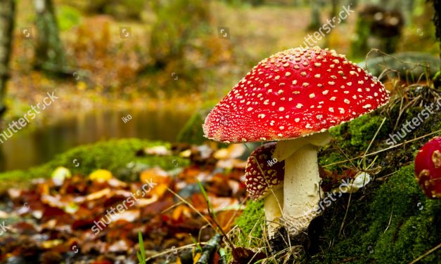 ‘Het doel is om mensen in contact te brengen met de natuur’