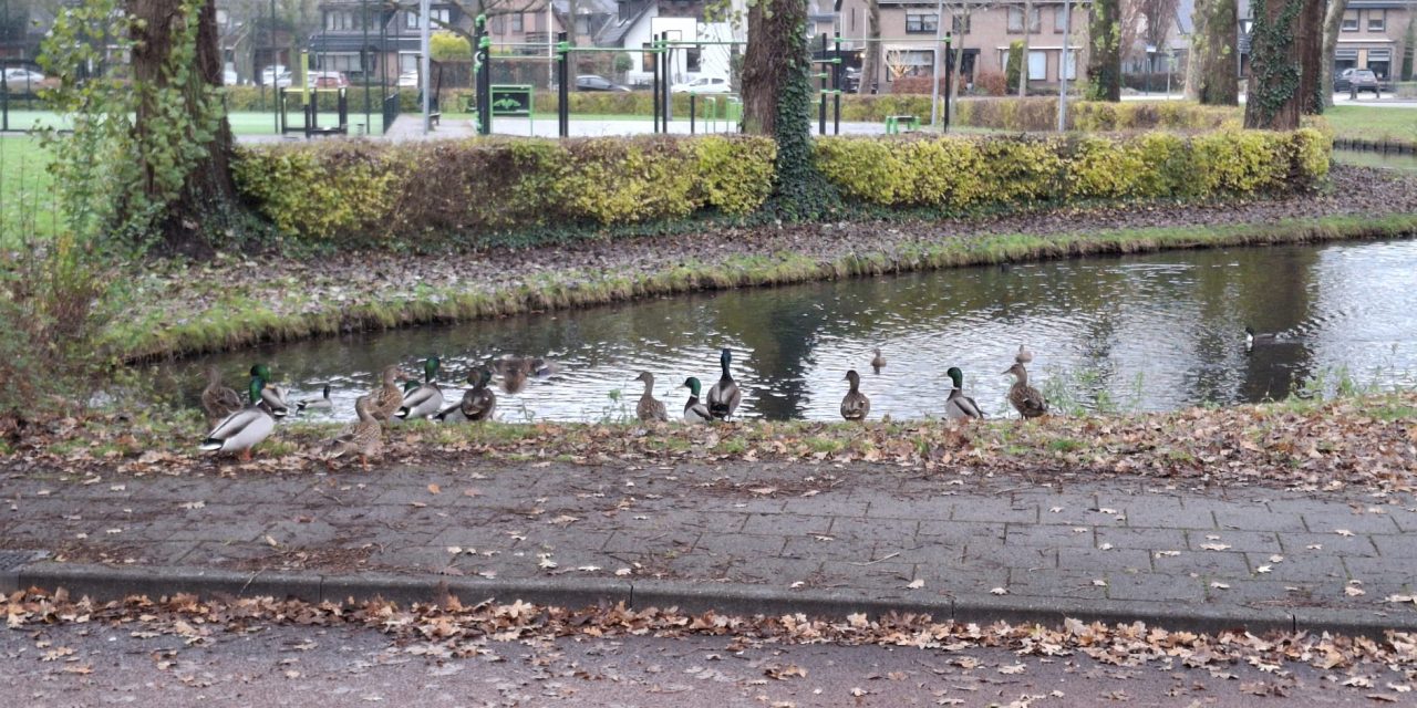 Vogelgriep bereikt ook IJsselstein