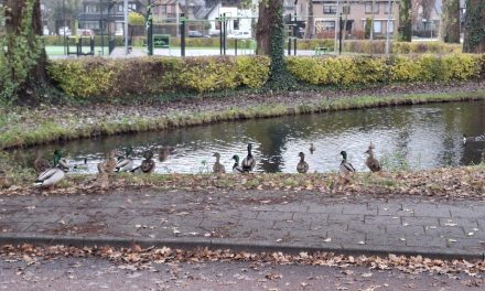 Vogelgriep bereikt ook IJsselstein