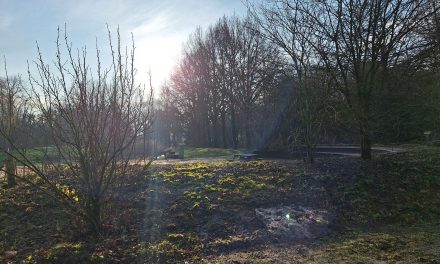 Boswandeling in Park Oudegein