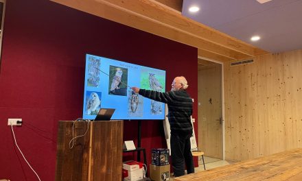 Nieuwegein te netjes voor de steenuil: vogel van het jaar verdwijnt er langzaam