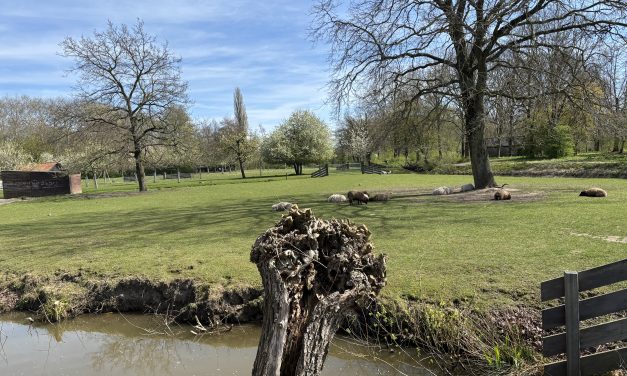 Op zoek naar de lente: Een kijkje achter de schermen bij het Natuurkwartier