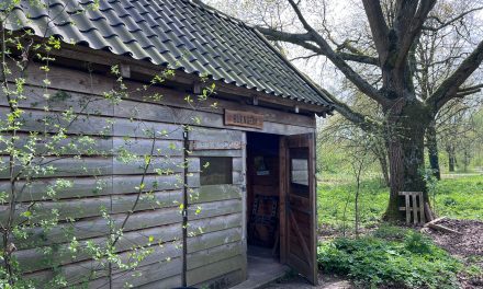 Nationale Bijentelling moet achteruitgang zichtbaar maken: ‘Zonder totaalbeeld missen we het probleem’