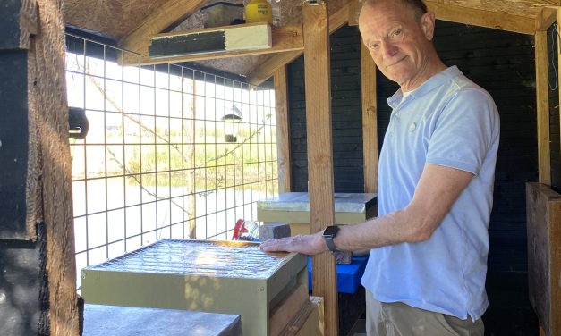 Provincie stopt met bestrijden: imkers vrezen opmars van ‘bijendoder’