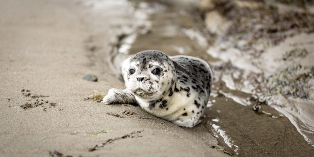 Het aantal zeehonden daalt voor het derde jaar op rij