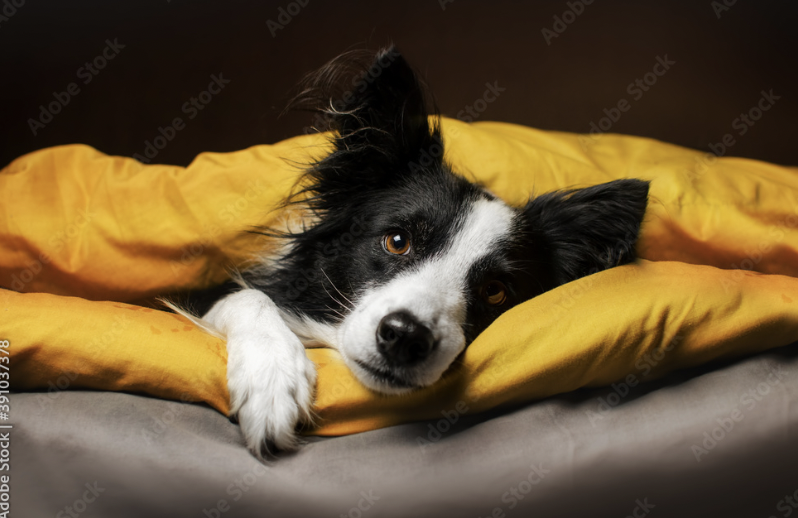 Factcheck: slapen met je hond is slecht voor je gezondheid