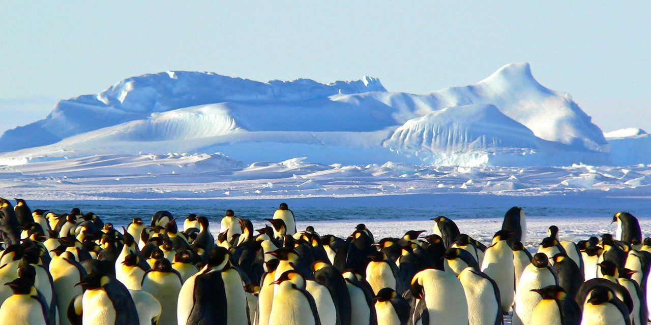 Vogelgriep komt naar Antarctica