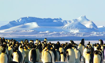 Vogelgriep komt naar Antarctica