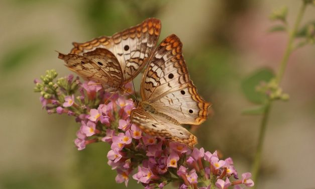 De toekomst van vlinders in Nederland