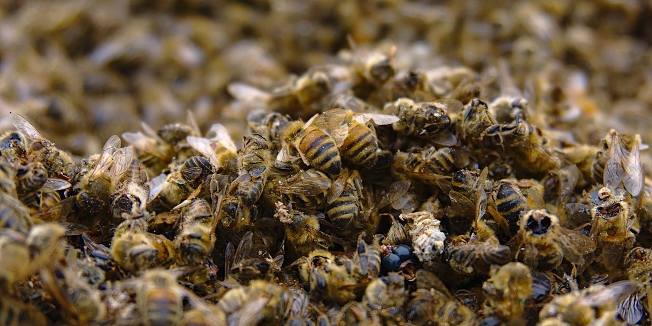 Factcheck: Zonder de bijen kunnen 85 procent van alle planten niet bestoven worden