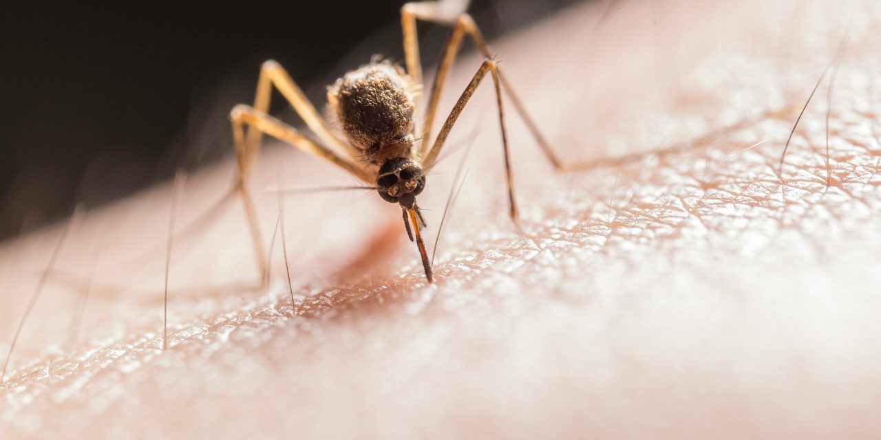 Dengue grijpt om zich heen in Brazilie: al 1 miljoen besmettingen in 2024