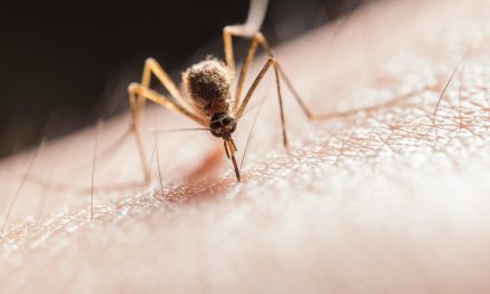 Dengue grijpt om zich heen in Brazilie: al 1 miljoen besmettingen in 2024