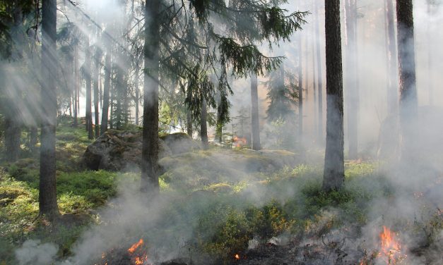 Natuurbranden in Nederland toegenomen