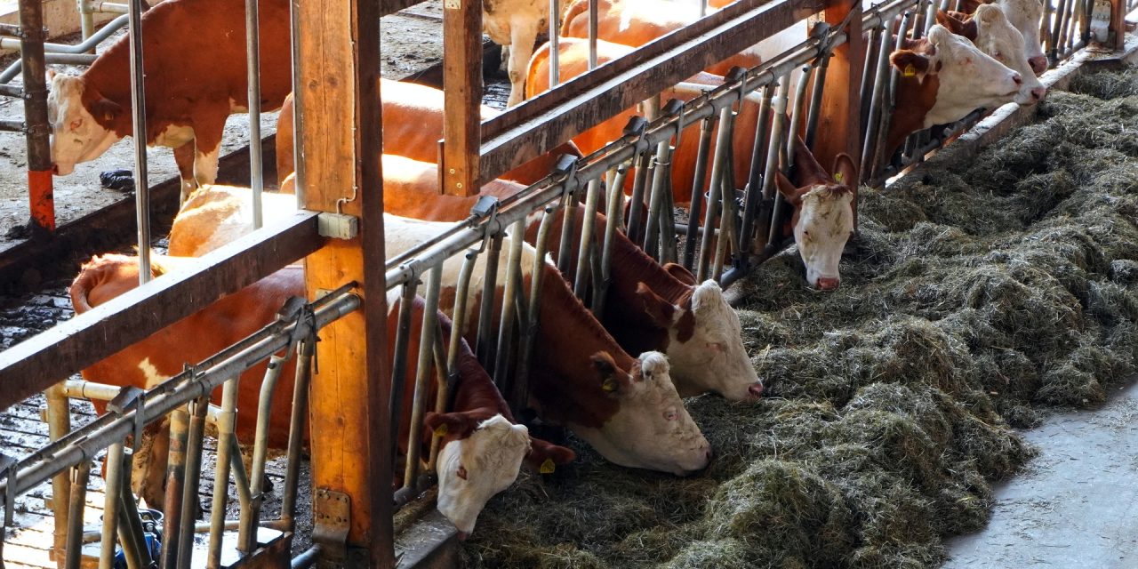 Factcheck: “Koeien geven een betere melkproductie als je Für Elise voor ze draait”