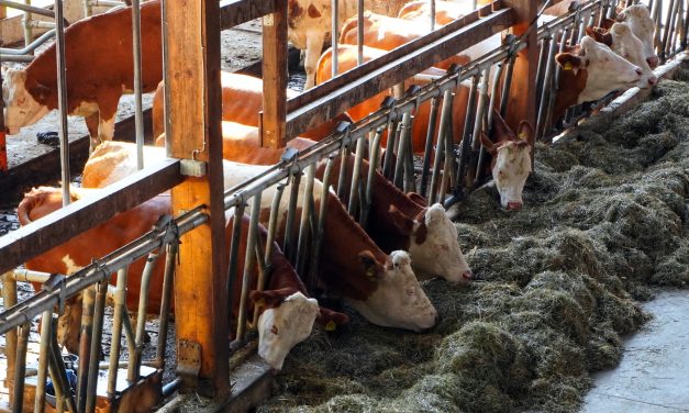 Factcheck: “Koeien geven een betere melkproductie als je Für Elise voor ze draait”
