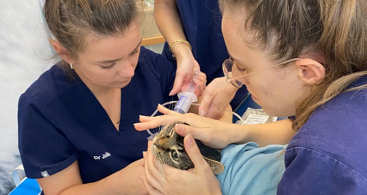 Welzijn honden en katten bedreigd door tekort bloeddonoren