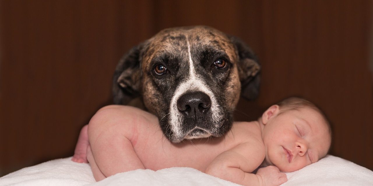 Nee, het voeren van een placenta aan de hond verbetert niet de omgang met de baby