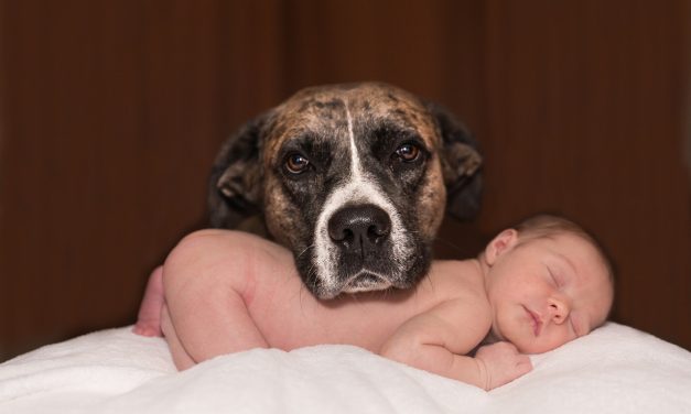 Nee, het voeren van een placenta aan de hond verbetert niet de omgang met de baby