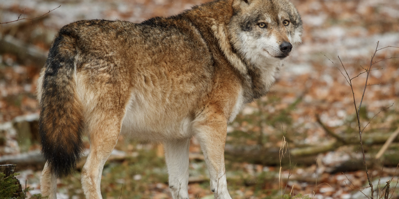 Factcheck: Nederland heeft genoeg leefruimte voor de wolf