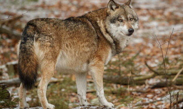 Factcheck: Nederland heeft genoeg leefruimte voor de wolf