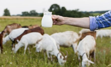 Factcheck: ‘’Als er in Nederland 10% minder koeien komen, heb je 0,2% minder melkproductie in de hele wereld.’’
