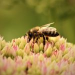 Meer bijensoorten op de rode lijst: beestjes hebben het zwaar