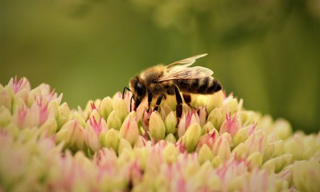 Meer bijensoorten op de rode lijst: beestjes hebben het zwaar