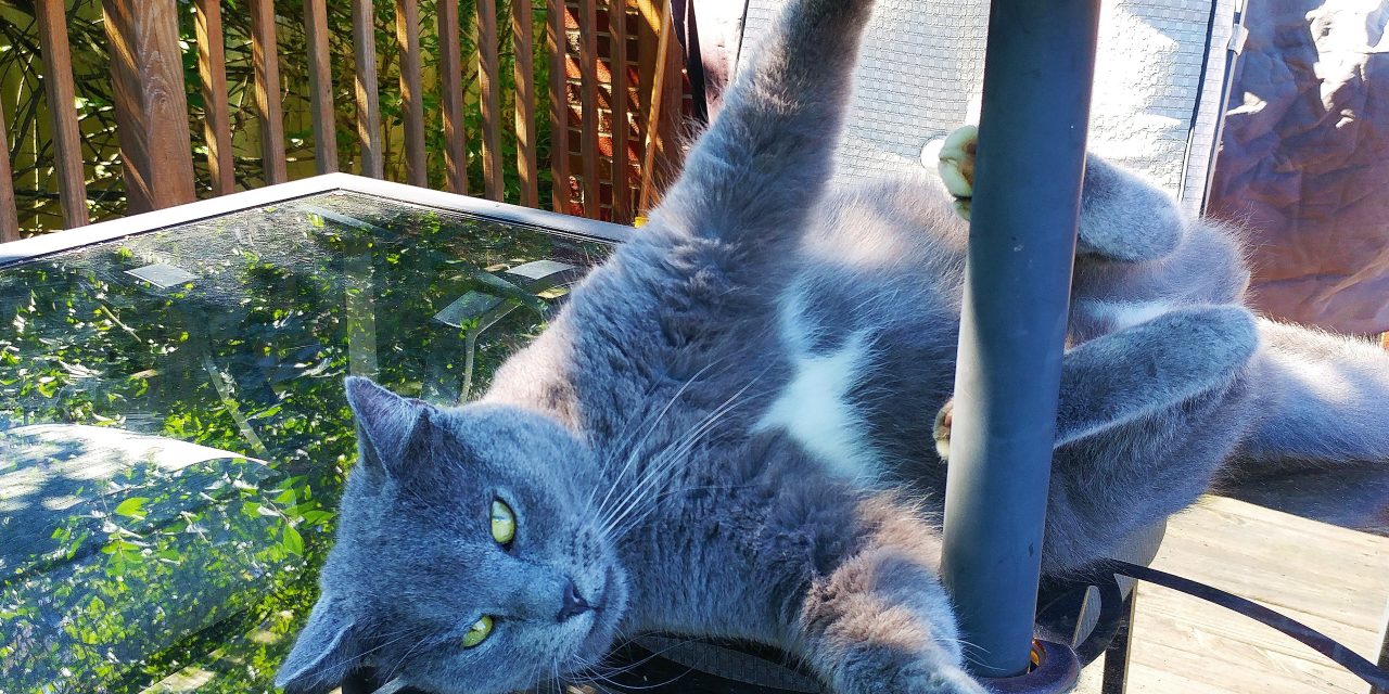 Paaldansen, niet alleen maar bekend van GTA V