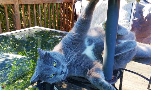 Paaldansen, niet alleen maar bekend van GTA V