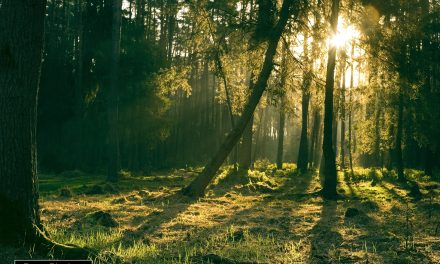 Frikandellenbossen verdwijnen: ‘Waar gaan we nu heen?’