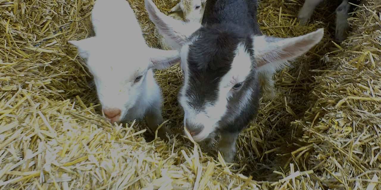 Meer geluksstofjes, maar liever de kou