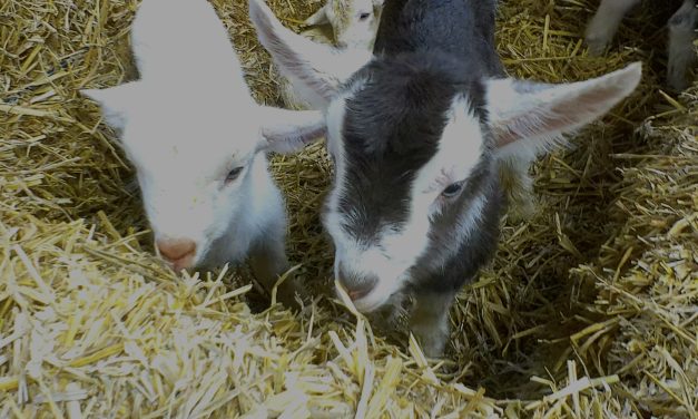 Meer geluksstofjes, maar liever de kou