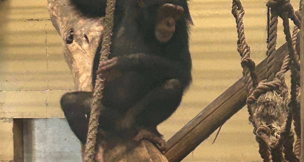 Geen na apen, maar “doen-alsof apen”