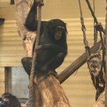 Geen na apen, maar “doen-alsof apen”