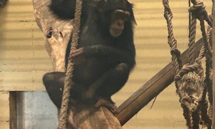 Geen na apen, maar “doen-alsof apen”