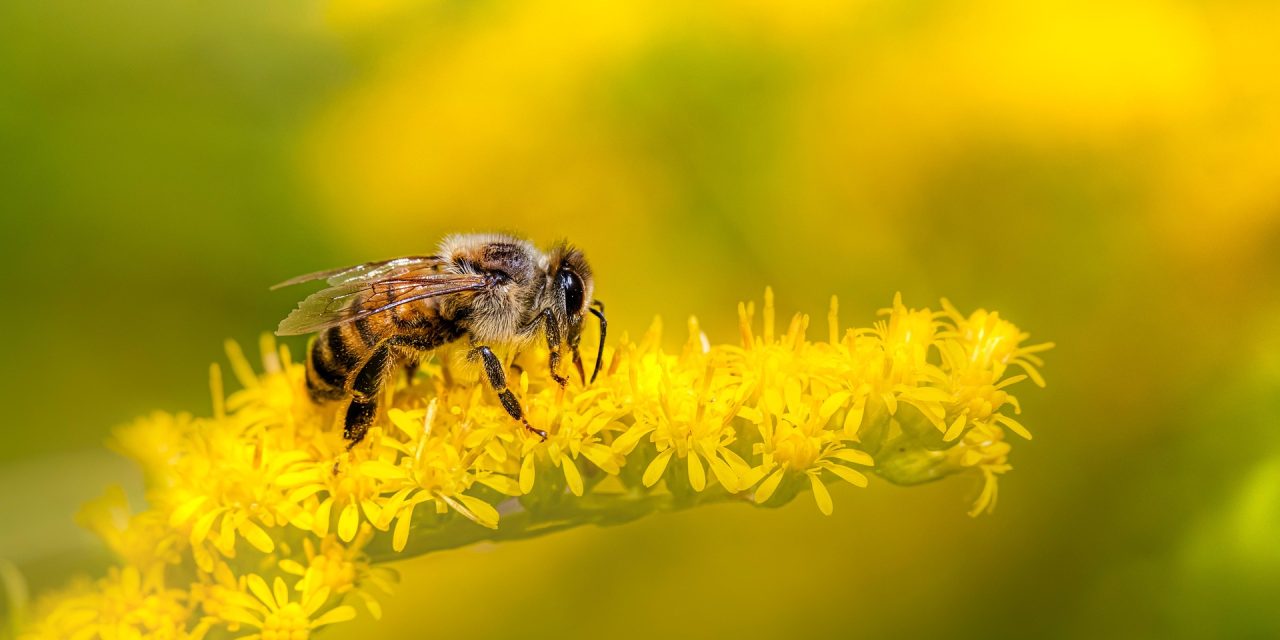 Factcheck: Heeft de mens nog maar vier jaar te leven zonder bijen?