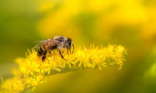 Factcheck: Heeft de mens nog maar vier jaar te leven zonder bijen?