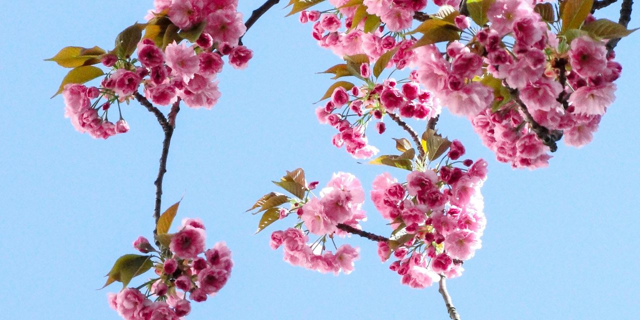 De keerzijde van fantastisch lenteweer