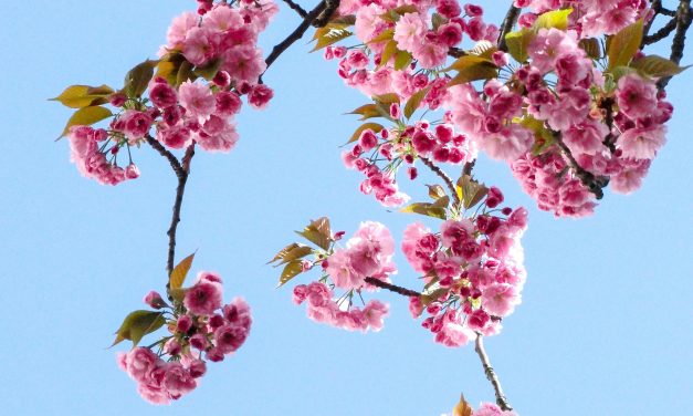 De keerzijde van fantastisch lenteweer