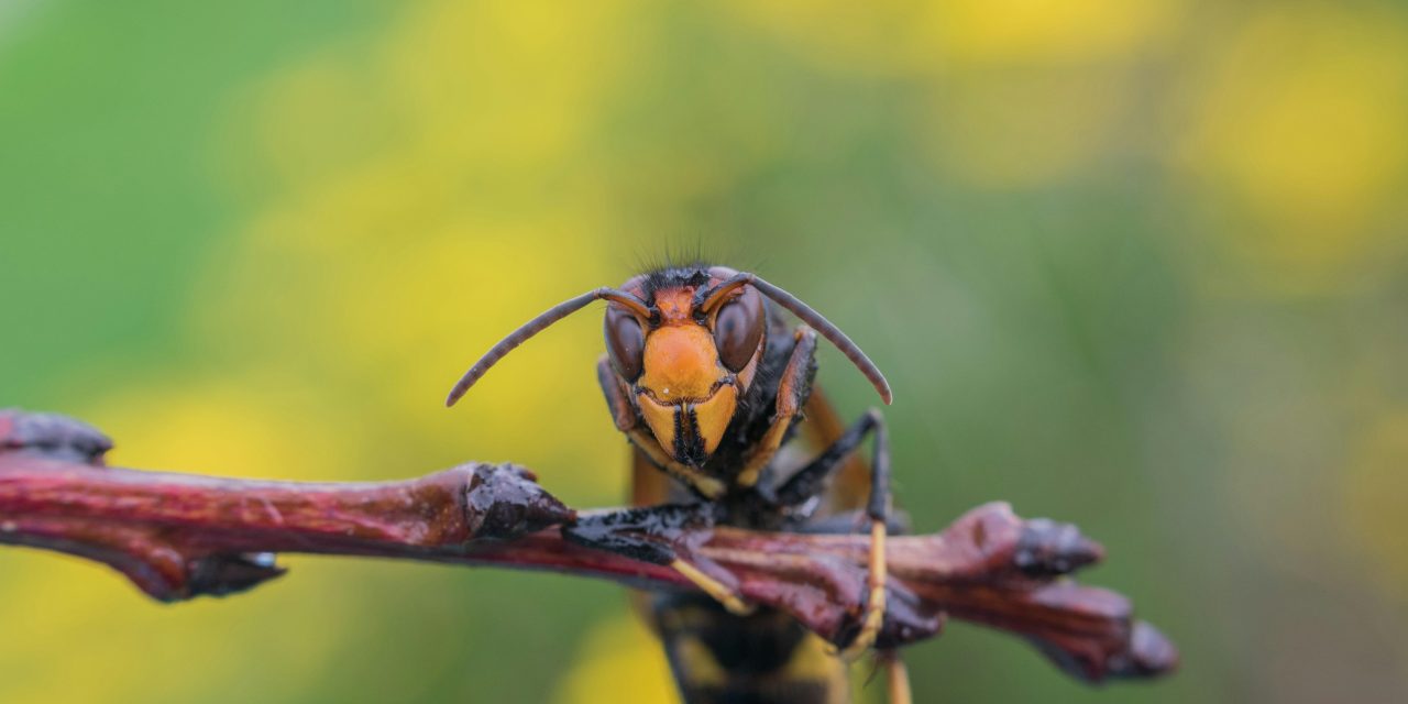 Een ramp of een meevaller? De Aziatische hoornaar is onuitroeibaar